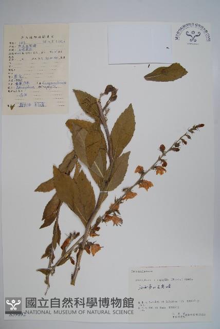 輪葉沙參藏品圖，第1張