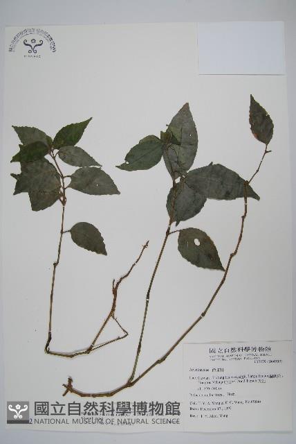 Accession Number:S049692 Collection Image, Figure 1, Total 2 Figures