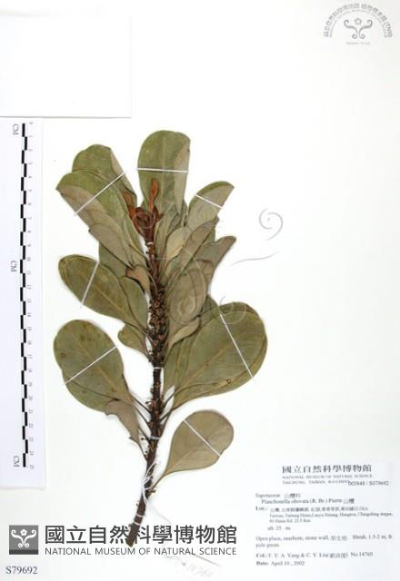 山欖、樹青藏品圖，第1張