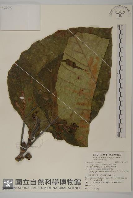 異子藤、蘭嶼錐頭麻、銳葉疚意奇羅麻藏品圖，第1張