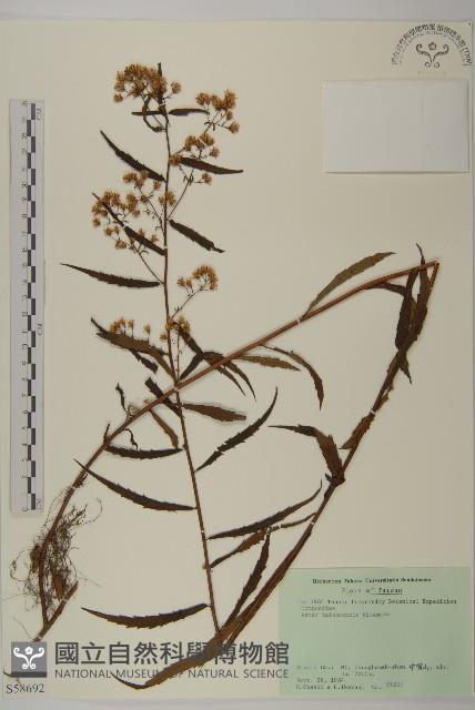 臺灣馬蘭藏品圖，第1張