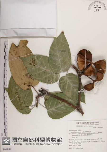 蘭嶼蘋婆藏品圖，第1張