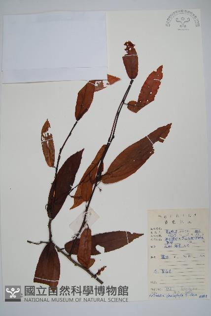 華南獼猴桃藏品圖，第1張