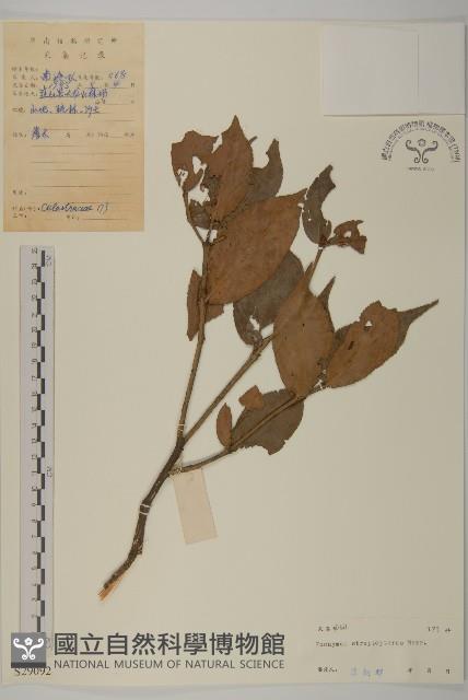 窄翅衛矛藏品圖，第1張