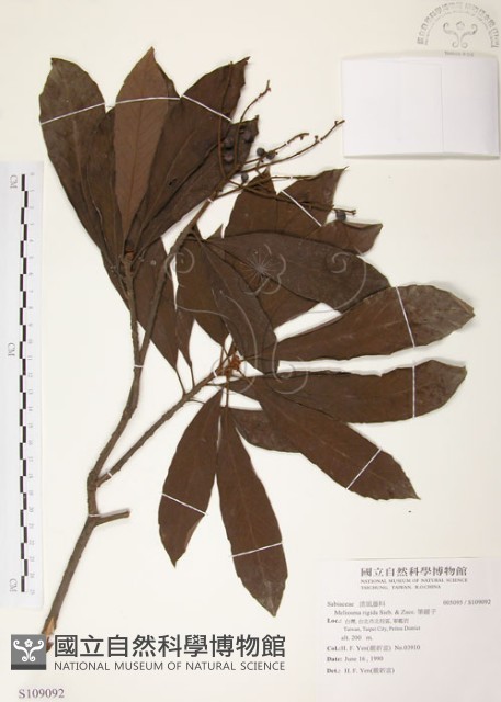 筆羅子藏品圖，第1張