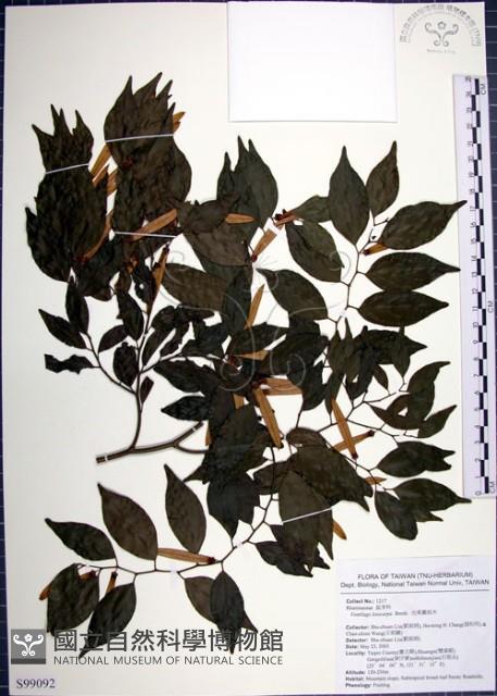 光果翼核木藏品圖，第1張