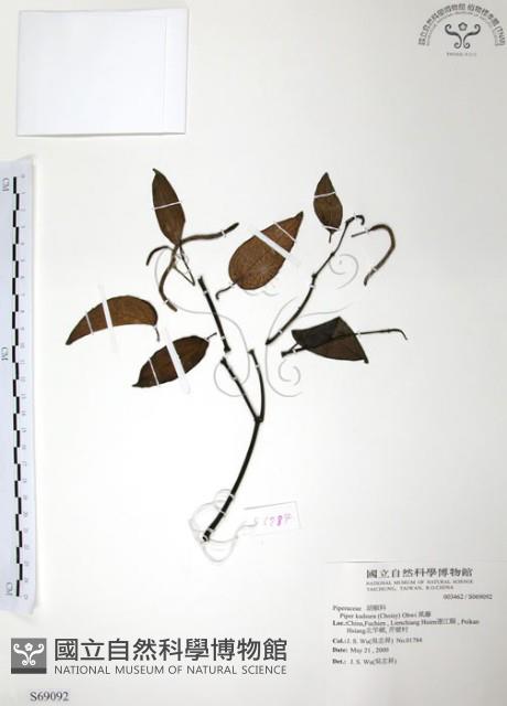 Pepper Collection Image