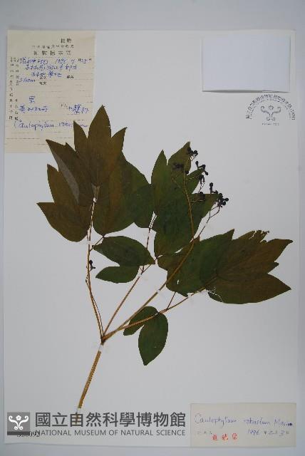 紅毛七藏品圖，第1張