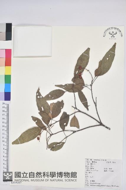 粗糠柴藏品圖，第1張