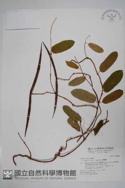 隱鱗藤藏品圖，第1張