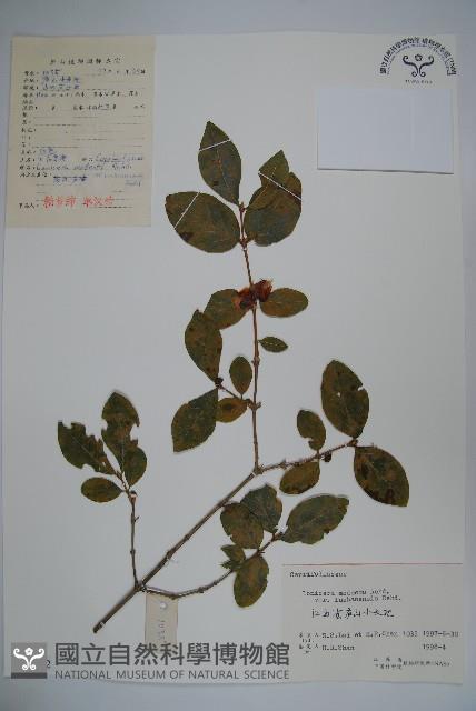 廬山忍冬藏品圖，第1張