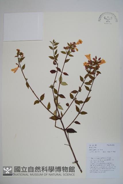 小葉六道木藏品圖，第1張