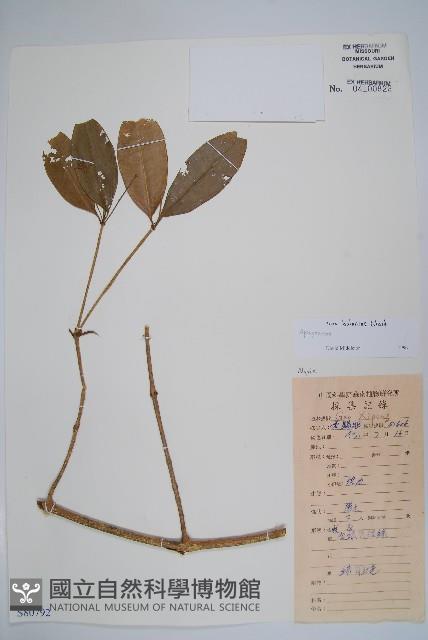 橄欖果鏈珠藤藏品圖，第1張