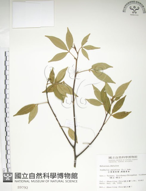 飛龍掌血藏品圖，第1張