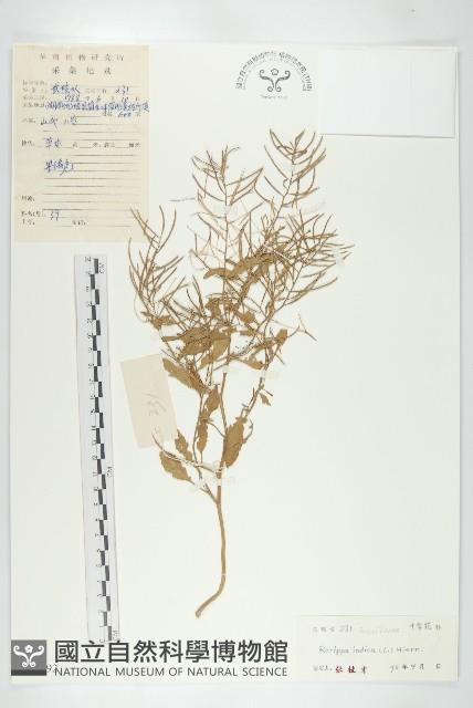 Accession Number:S039792 Collection Image, Figure 1, Total 3 Figures