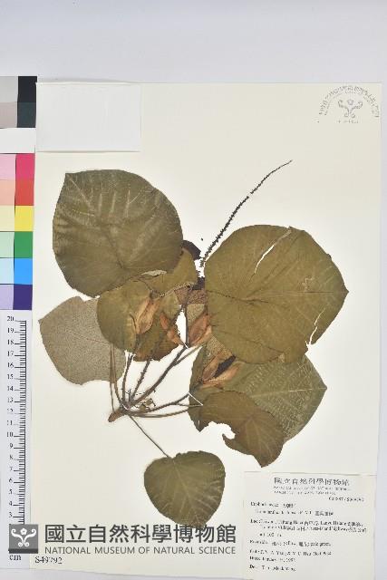 圓葉血桐藏品圖，第1張