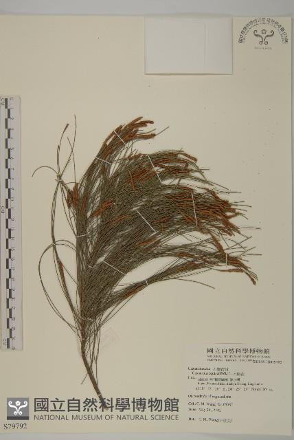 木麻黃藏品圖，第1張