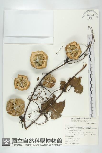 Accession Number:S068792 Collection Image, Figure 1, Total 2 Figures