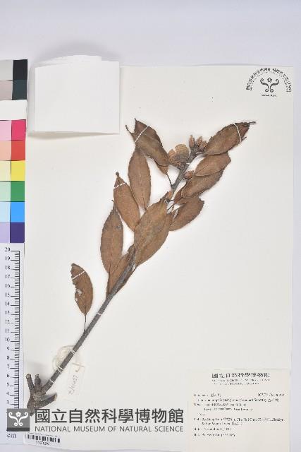 捲斗櫟藏品圖，第1張