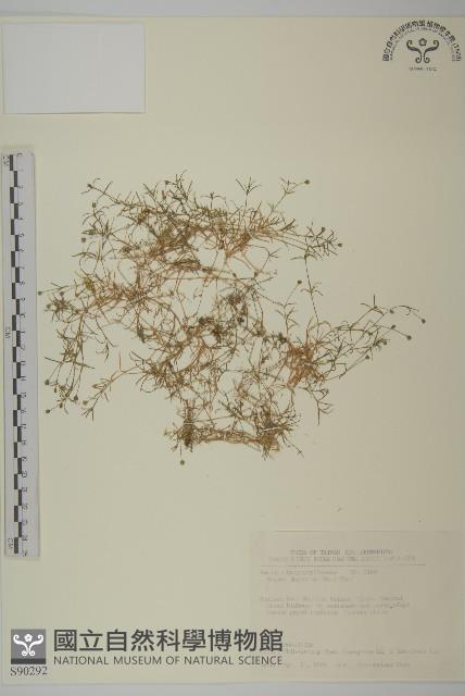 瓜槌草、漆姑草藏品圖，第1張