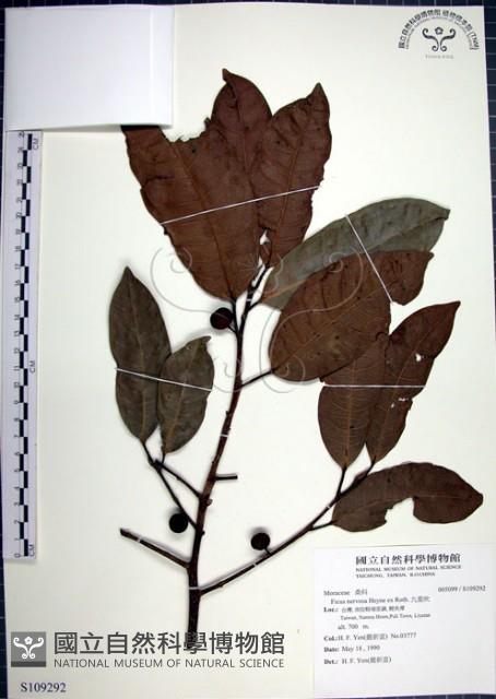 九重吹、九丁樹、脈葉榕、大葉九重吹藏品圖，第1張