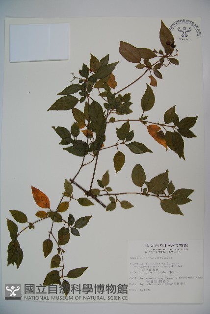 狹葉莢迷藏品圖，第1張