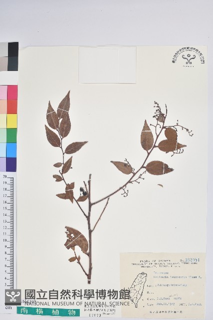 鴨舌黃藏品圖，第1張