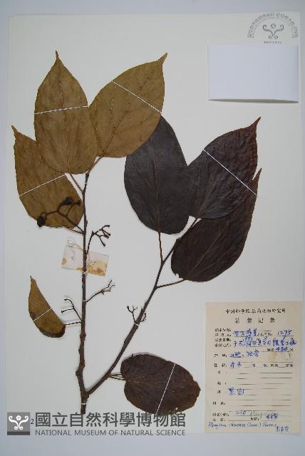 八角楓藏品圖，第1張