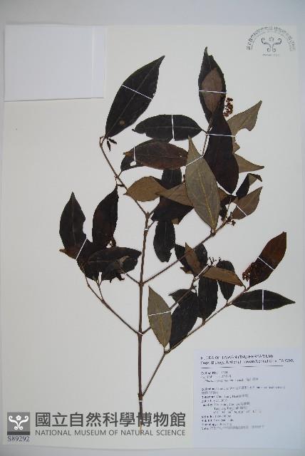 高山莢迷藏品圖，第1張