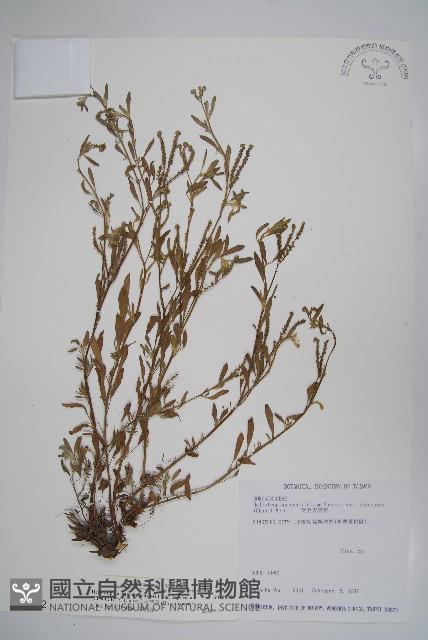 伏毛天芹菜藏品圖，第1張