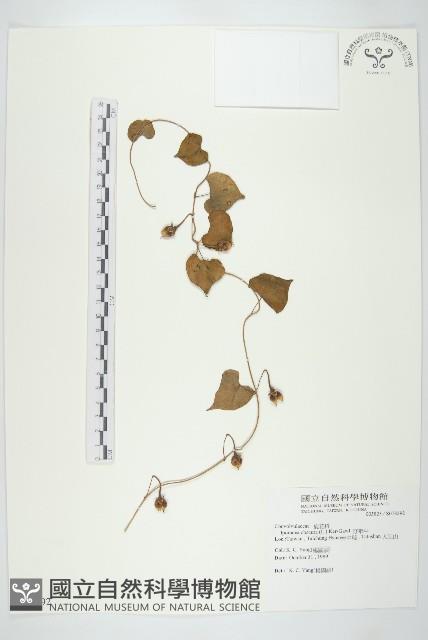 野牽牛藏品圖，第1張