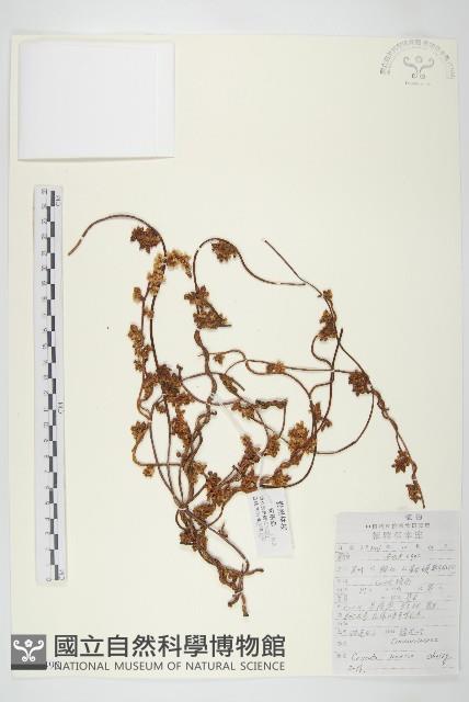 日本菟絲子藏品圖，第1張