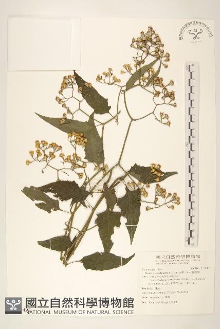 蔓黃菀藏品圖，第1張