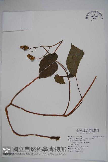 溪頭秋海棠藏品圖，第1張