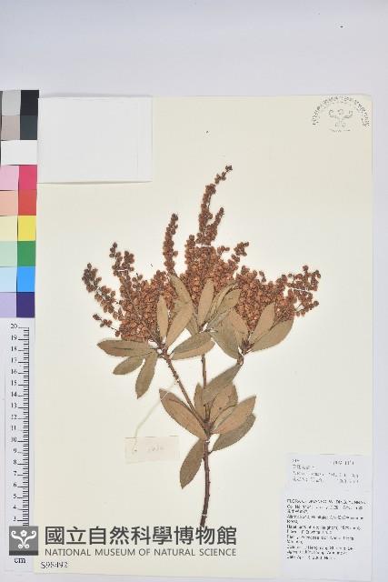 美麗馬醉木藏品圖，第1張