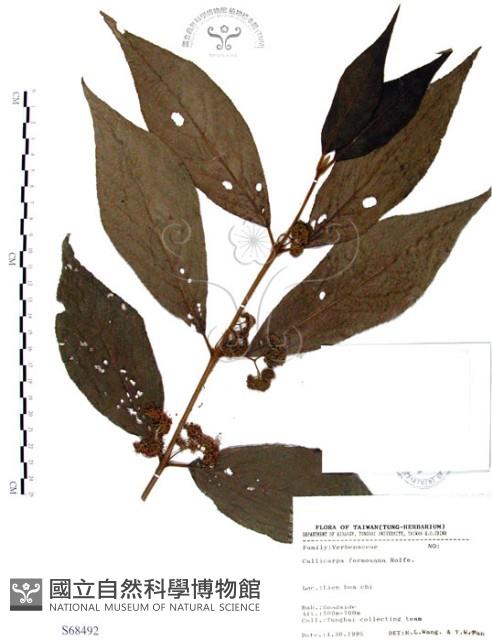 杜虹花，台灣紫珠藏品圖，第1張