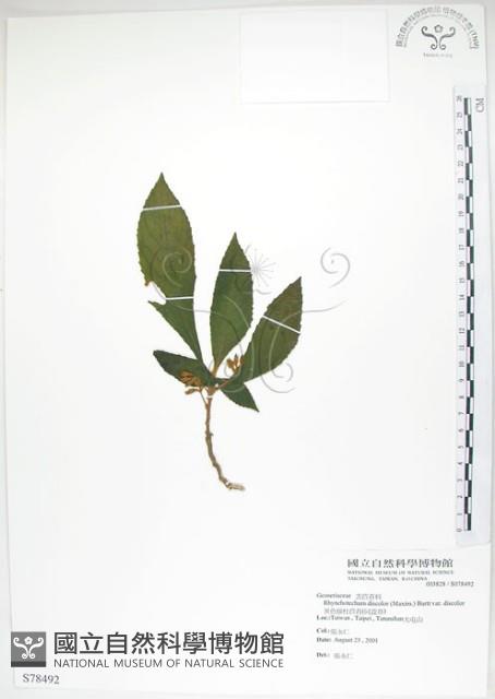 同蕊草、異色線柱苣苔藏品圖，第1張