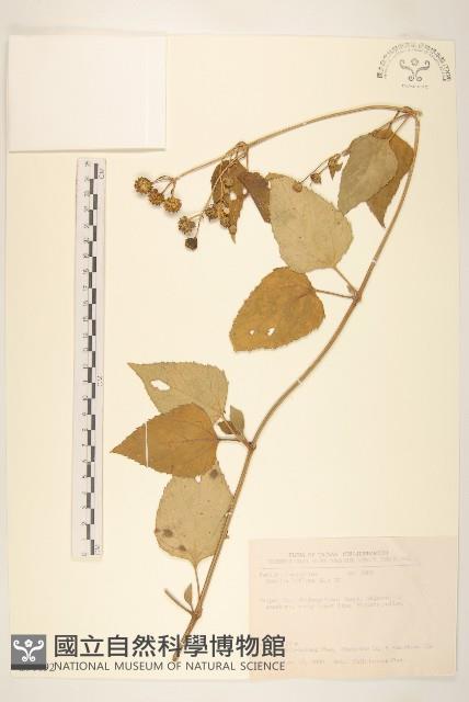 雙花蟛蜞菊藏品圖，第1張