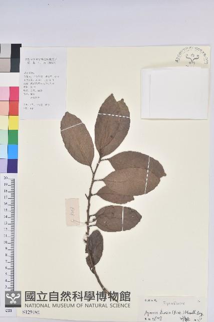 銀柴藏品圖，第1張