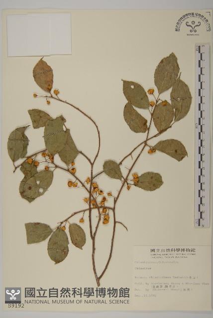 登錄號:S009192藏品圖，第1張