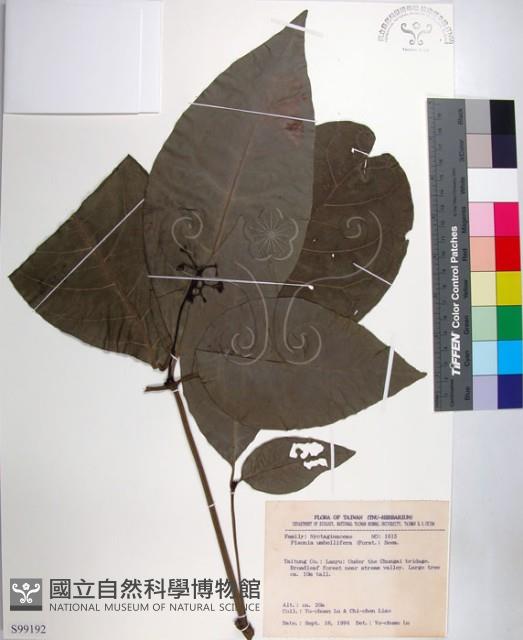 皮孫木藏品圖，第1張