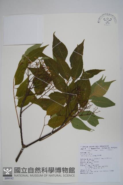 賊仔樹藏品圖，第1張