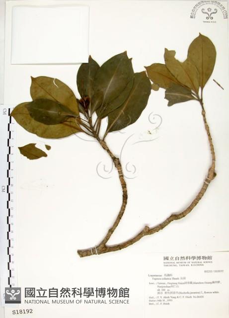 灰莉藏品圖，第1張