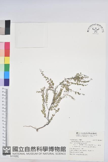 五蕊油柑藏品圖，第1張