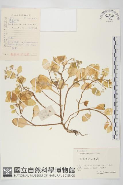 大葉火焰草藏品圖，第1張