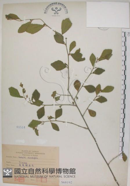 菱葉捕魚木藏品圖，第1張