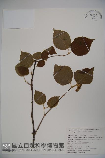 湖北莢藏品圖，第1張