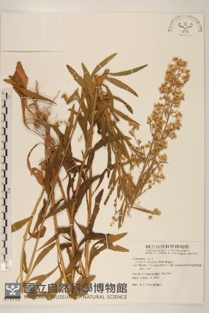 野茼蒿藏品圖，第1張