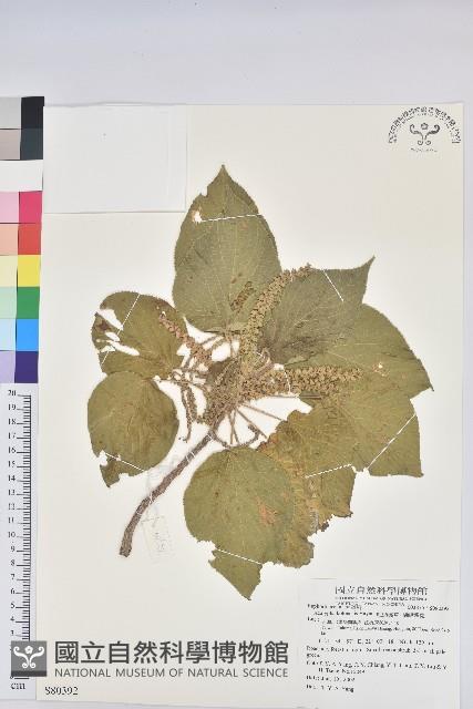 紅頭鐵莧、蘭嶼鐵莧藏品圖，第1張