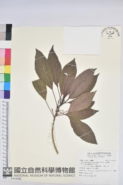 假鐵莧藏品圖，第1張